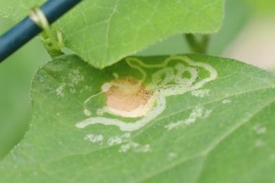 <i>Liriomyza</i>