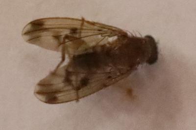 <i>Suillia variegata</i>