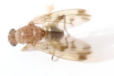 <i>Suillia variegata</i>