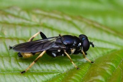 <i>Xylota sylvarum</i>