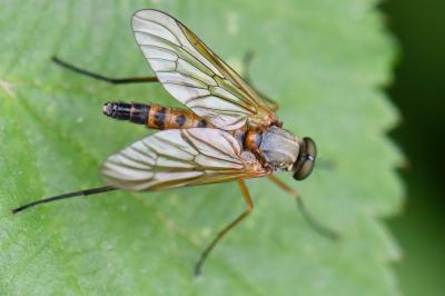 <i>Rhagio tringarius</i>