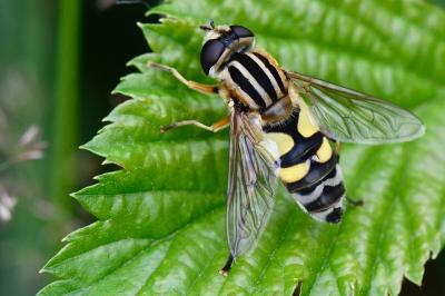 <i>Helophilus trivittatus</i>
