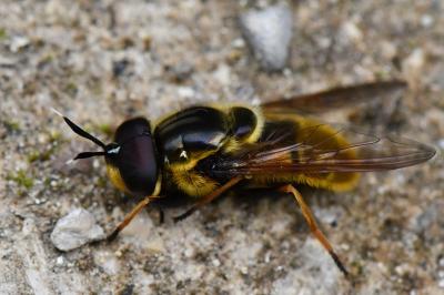 <i>Callicera aurata</i>