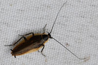<i>Ectobius sylvestris</i>