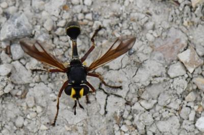 Physocephala rufipes