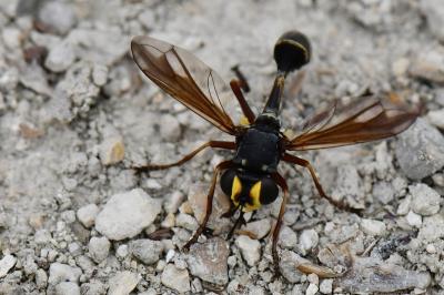 <i>Physocephala rufipes</i>