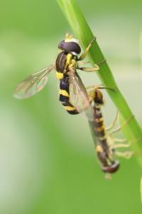 <i>Sphaerophoria scripta</i>