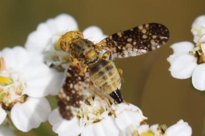 <i>Oxyna flavipennis</i>