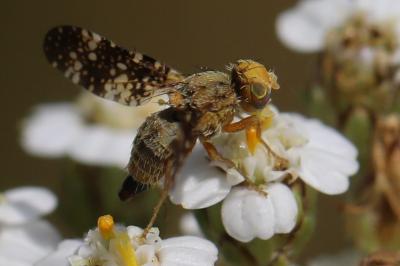 <i>Oxyna flavipennis</i>