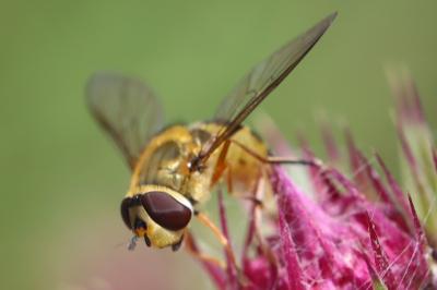 <i>Syrphus ribesii</i>
