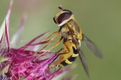<i>Syrphus ribesii</i>