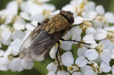 <i>Pollenia</i>