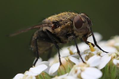 <i>Pollenia</i>