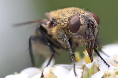 <i>Pollenia</i>
