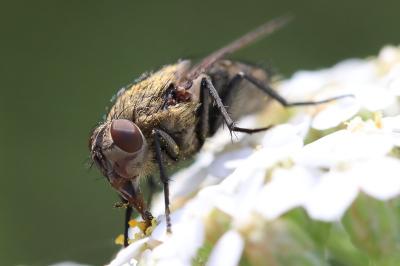 <i>Pollenia</i>