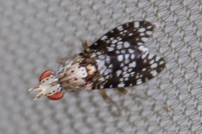 <i>Trypetoptera punctulata</i>