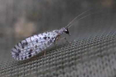 <i>Micromus variegatus</i>