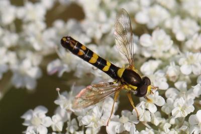 <i>Sphaerophoria scripta</i>