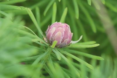 <i>Spurgia euphorbiae</i>
