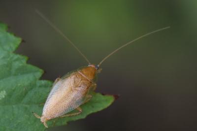 <i>Ectobius pallidus</i>