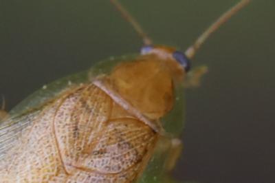 <i>Ectobius pallidus</i>