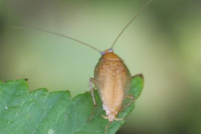 <i>Ectobius pallidus</i>