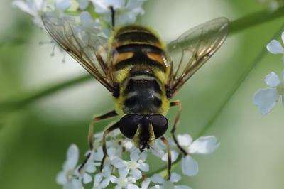 <i>Myathropa florea</i>