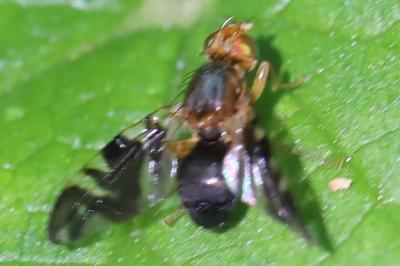 <i>Philophylla caesio</i>