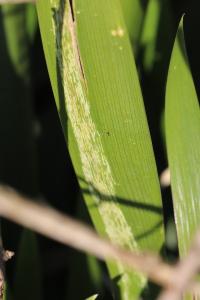 <i>Cerodontha iridis</i>