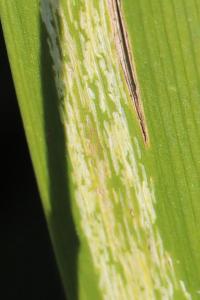 <i>Cerodontha iridis</i>