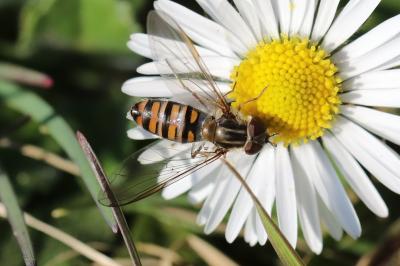 <i>Episyrphus balteatus</i>