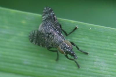 <i>Platystoma seminationis</i>