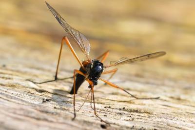 <i>Tanyptera atrata</i>