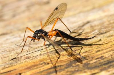 <i>Tanyptera atrata</i>