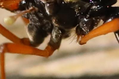 <i>Tanyptera atrata</i>