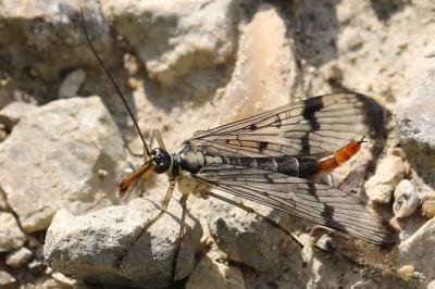 Mouche scorpion, Panorpe commune