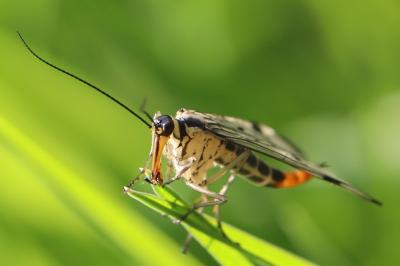 Mouche scorpion, Panorpe commune