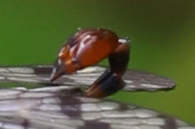 Mouche scorpion, Panorpe commune