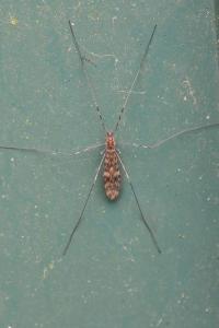 <i>Limonia nubeculosa</i>