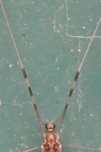 <i>Limonia nubeculosa</i>