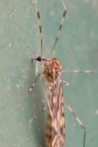 <i>Limonia nubeculosa</i>