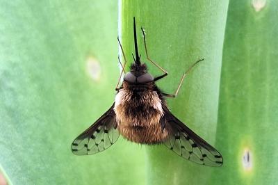 <i>Bombylius discolor</i>