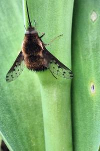 <i>Bombylius discolor</i>