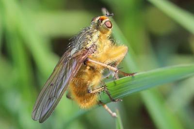 <i>Scathophaga stercoraria</i>