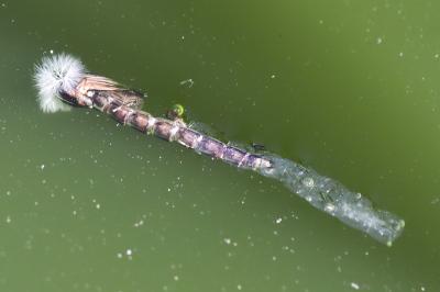 <i>Chironomus</i>