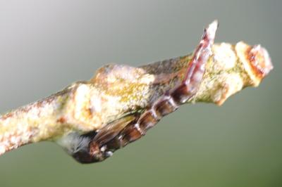 <i>Chironomus</i>