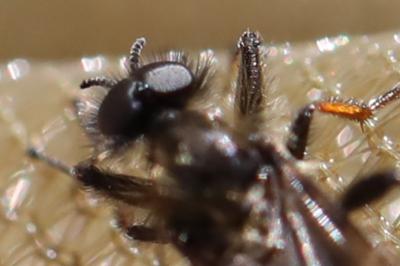 <i>Bibio lanigerus</i>