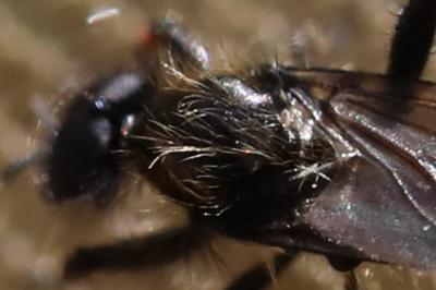 <i>Bibio lanigerus</i>