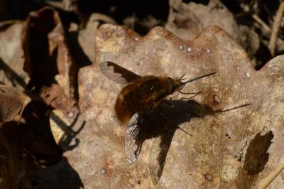 <i>Bombylius major</i>