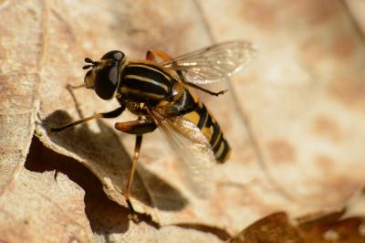 <i>Helophilus pendulus</i>